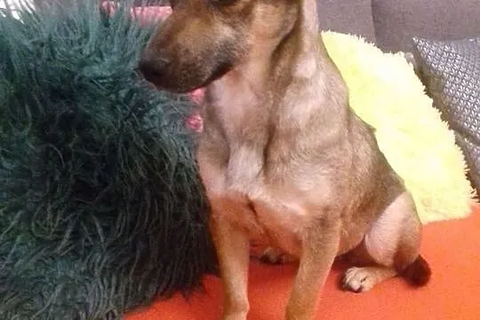 BUNIA Malutka wpatrzona w człowieka sunia szuka PILNIE kochającego domu, Mazowieckie, Pruszków