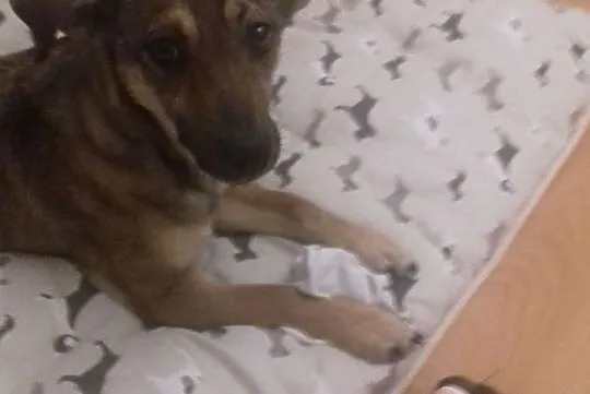 BUNIA Malutka wpatrzona w człowieka sunia szuka PILNIE kochającego domu, Mazowieckie, Pruszków