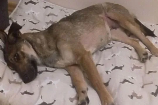 BUNIA Malutka wpatrzona w człowieka sunia szuka PILNIE kochającego domu, Mazowieckie, Pruszków