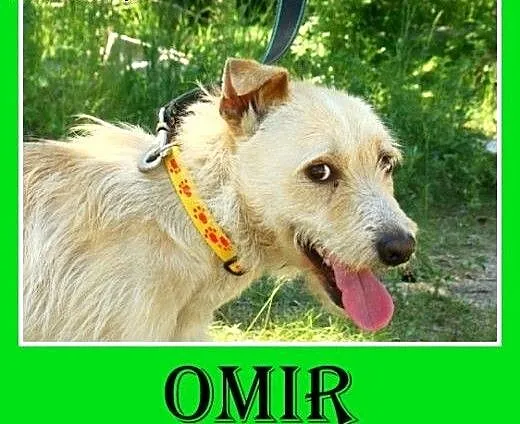Terrier mix,pszeniczny,średni,łagodny pies OMIR.Ad