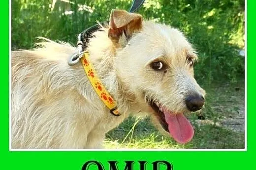 Terrier mix,pszeniczny,średni,łagodny pies OMIR.Ad