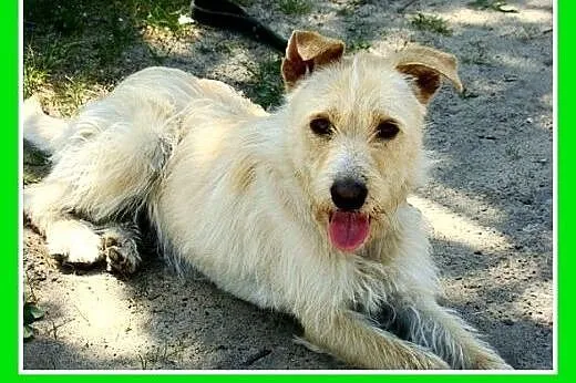 Terrier mix,pszeniczny,średni,łagodny pies OMIR.Ad