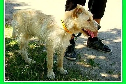 Terrier mix,pszeniczny,średni,łagodny pies OMIR.Ad