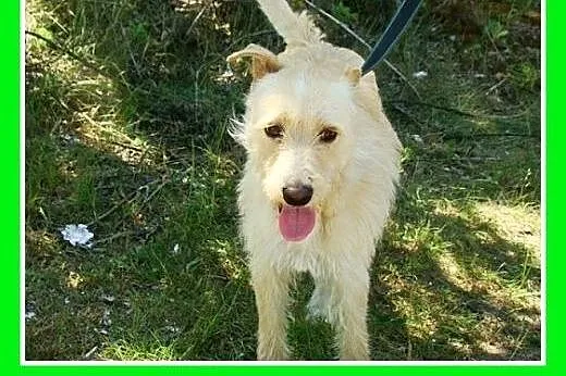 Terrier mix,pszeniczny,średni,łagodny pies OMIR.Ad
