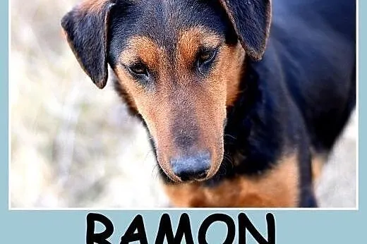 1,5 roczny, w typie teriera,energiczny,towarzyski pies RAMON.Adopcja,  dolnośląskie Wrocław