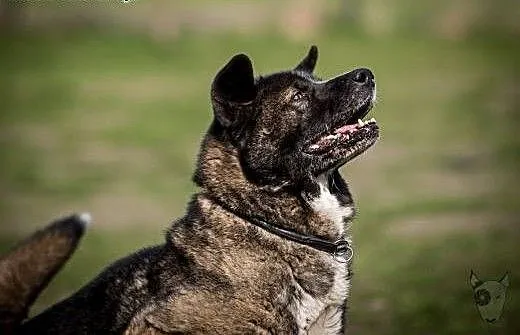 APSIK vel APE poleca się do adopcji, śląskie Kato
