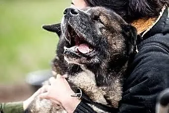 APSIK vel APE poleca się do adopcji,  śląskie Kato