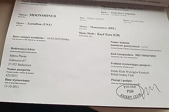 Klacz pełnej krwi angielskiej, , Czarnków