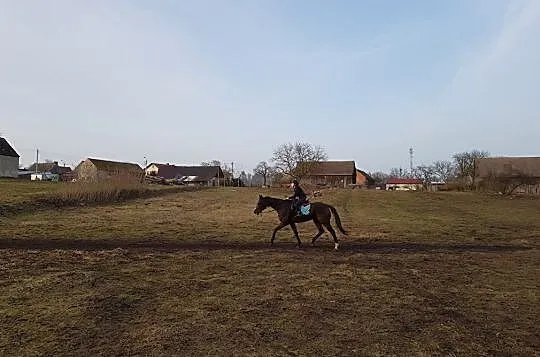 Klacz pełnej krwi angielskiej, , Czarnków