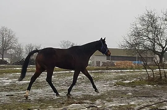 Klacz pełnej krwi angielskiej, , Czarnków