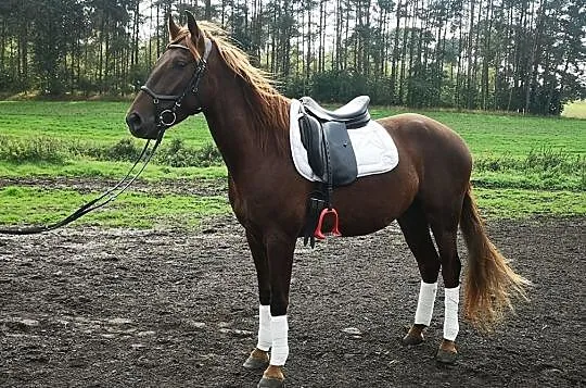 Młody przyszłościowy wałach andaluzyjski/ jest w Polsce, , 