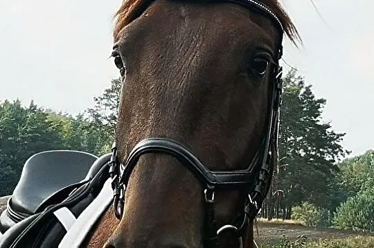 Młody przyszłościowy wałach andaluzyjski/ jest w Polsce, , 