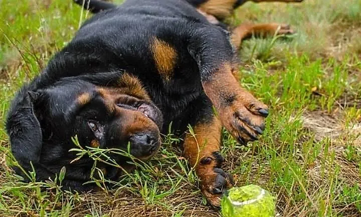 Piękny, towarzyski ROTTWEILER do adopcji – czeka n