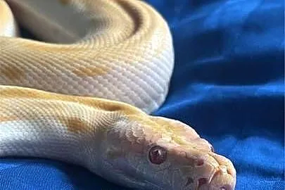 Pyton tygrysi albino green