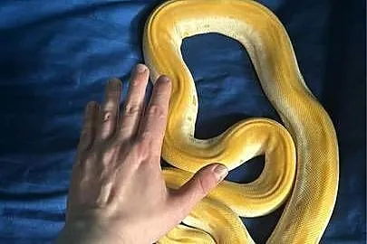 Pyton tygrysi albino green, Mazowieckie, Warszawa