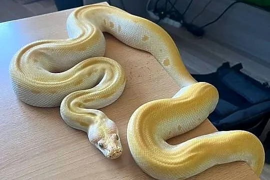 Pyton tygrysi albino green, Mazowieckie, Warszawa