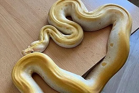 Pyton tygrysi albino green, Mazowieckie, Warszawa