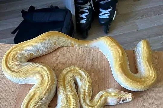 Pyton tygrysi albino green, Mazowieckie, Warszawa