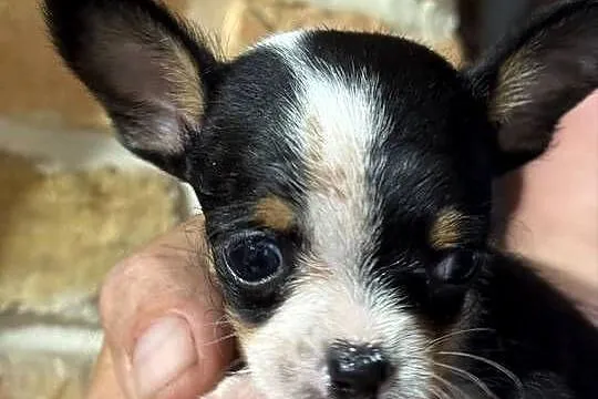 :)Chihuahua XXS – maleńki skarb na czterech łapkach!