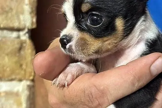 :)Chihuahua XXS – maleńki skarb na czterech łapkach!, Mazowieckie, Laski