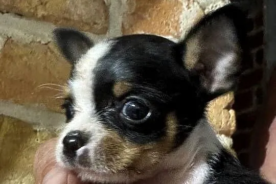 :)Chihuahua XXS – maleńki skarb na czterech łapkach!, Mazowieckie, Laski