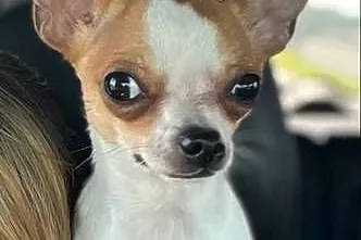:)Chihuahua XXS – maleńki skarb na czterech łapkach!, Mazowieckie, Laski