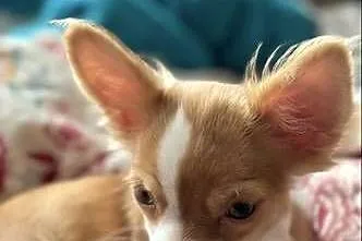 :)Chihuahua XXS – maleńki skarb na czterech łapkach!, Mazowieckie, Laski