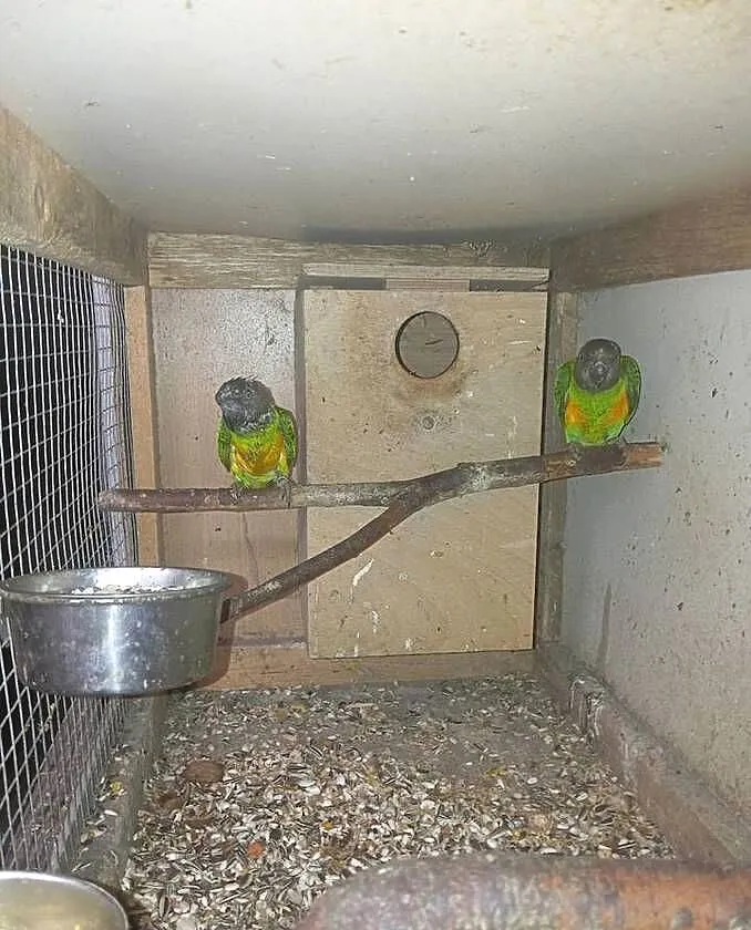 Sprzedam papugi widoczne na zdjęciach do karmienia, Śląskie, Godów