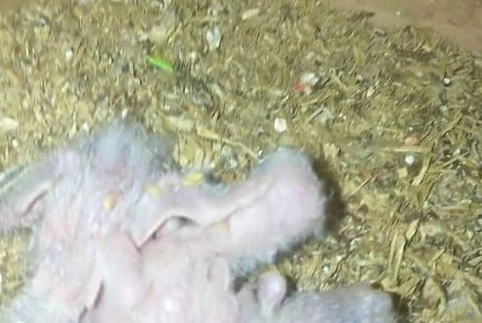 Sprzedam papugi widoczne na zdjęciach do karmienia, Śląskie, Godów