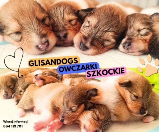 Owczarek szkocki to wyjątkowe pieski charakteryzujące się niebywałą mądrością i inteligencją, która, , Pszczółki