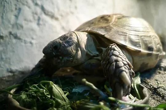 Żółw stepowy z terrarium REZERWACJA, Śląskie, Częstochowa