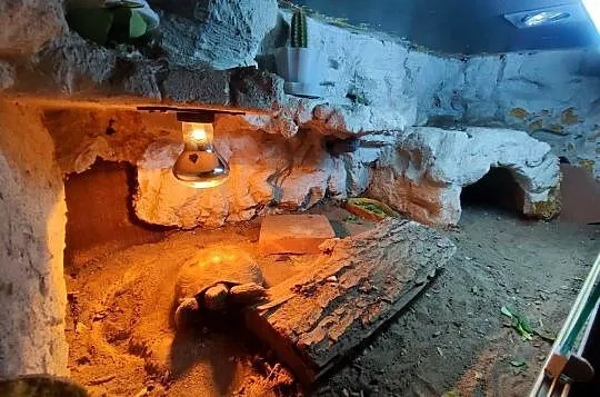 Żółw stepowy z terrarium REZERWACJA, Śląskie, Częstochowa