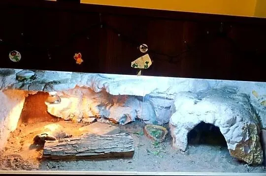 Żółw stepowy z terrarium REZERWACJA, Śląskie, Częstochowa