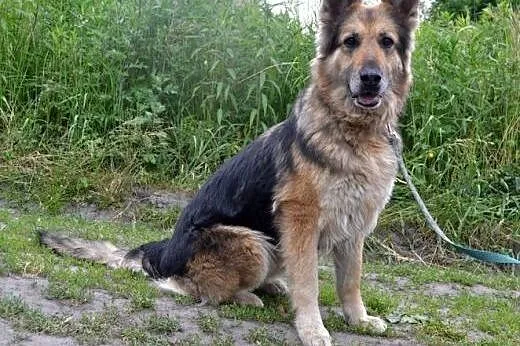 RASHMI dorosła owczarka szuka domu,  śląskie Katow