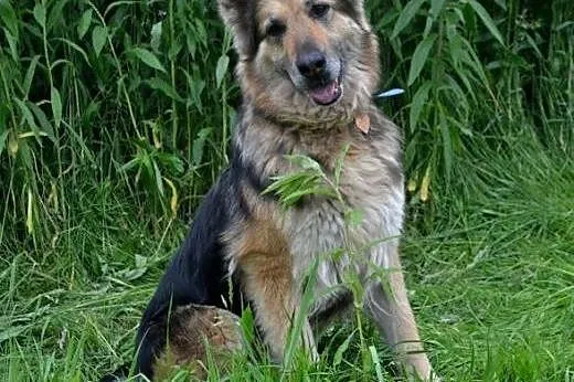 RASHMI dorosła owczarka szuka domu,  śląskie Katow
