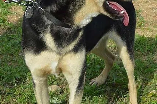 Cudowny, roczny dzieciak szuka domku!,  Kundelki c