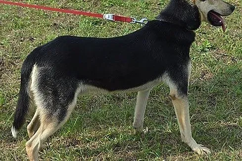 Cudowny, roczny dzieciak szuka domku!,  Kundelki c