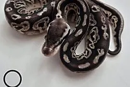 Pyton królewski Black Pewter 100% het Albino samica