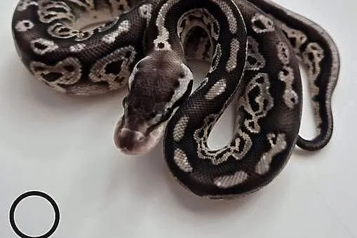 Pyton królewski Black Pewter 100% het Albino samica