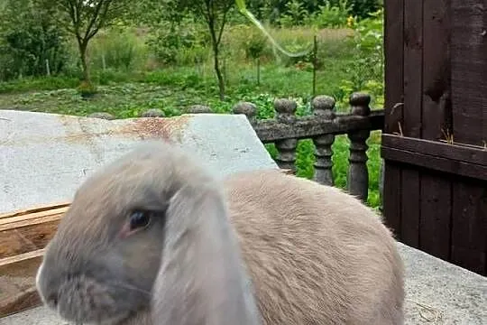 Króliki baranki francuskie