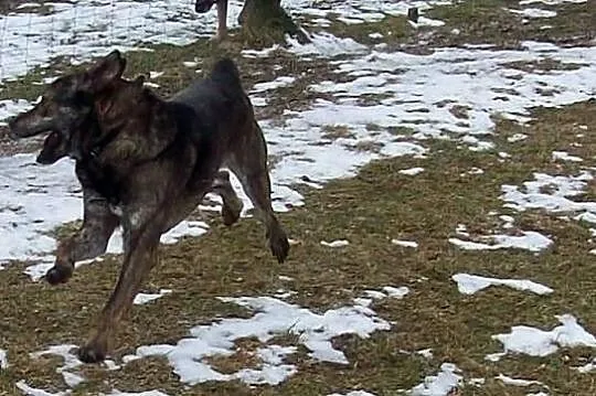 Wlodek, mlodziutki psiak szuka domu na reszte swoj