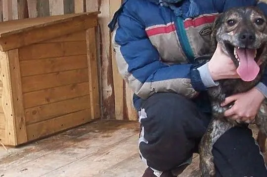 Wlodek, mlodziutki psiak szuka domu na reszte swoj