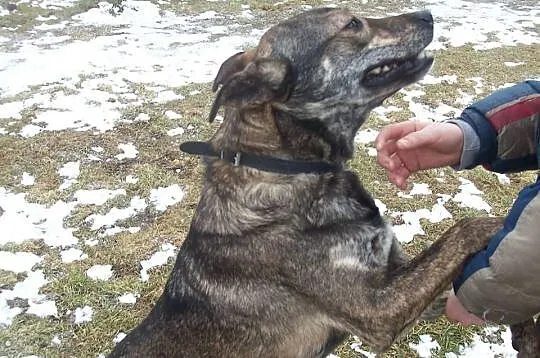 Wlodek, mlodziutki psiak szuka domu na reszte swoj