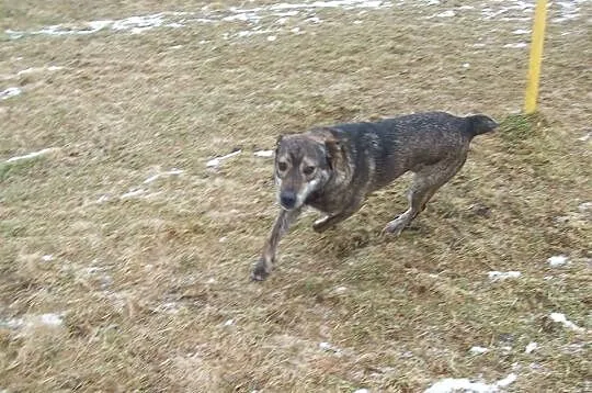 Wlodek, mlodziutki psiak szuka domu na reszte swoj