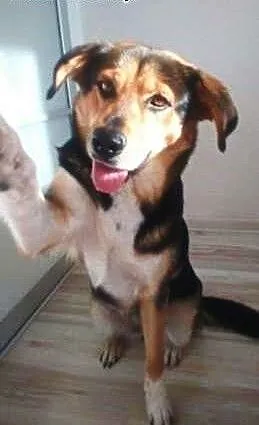 Mamy tydzień do znalezienia domu dla tej suczki WI
