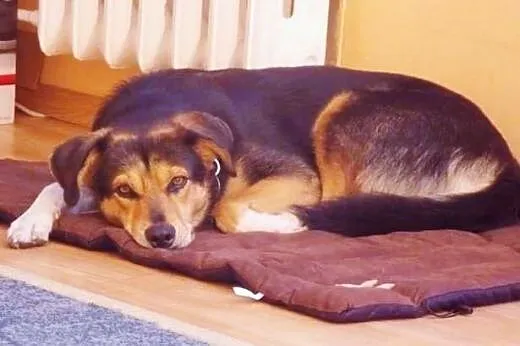 Mamy tydzień do znalezienia domu dla tej suczki WI