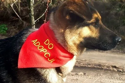 Poznajcie Młodziutkiego Bystrzaka JOKERA - szuka d