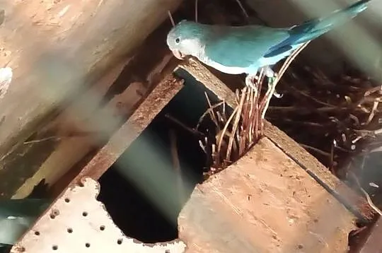 Sprzedam papugę., Wielkopolskie, Kalisz