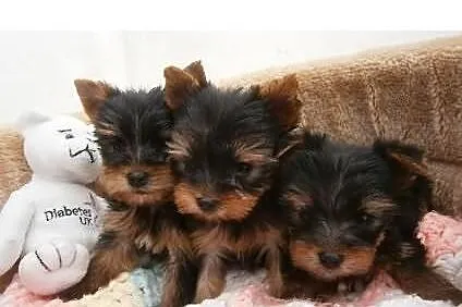 Cute płci męskiej i żeńskiej Yorki szczenięta