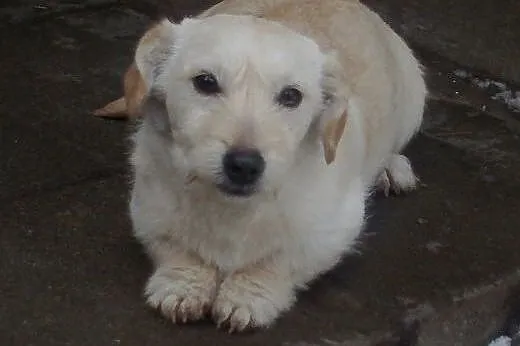 Pixi malutki szczeniaczek do adopcji ,  mazowieckie Warszawa